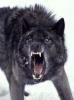 Blackwolf507